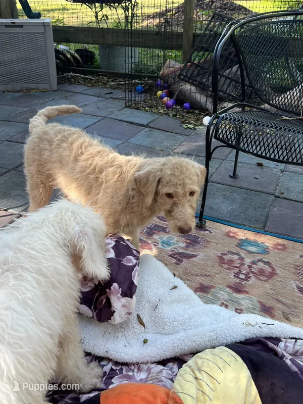 Cocoas yellow collar – Labradoodle puppy for sale in Summerfield, FL