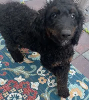 Yoda, a male Miniature Goldendoodle for sale in Summerfield, FL – 3 of 6