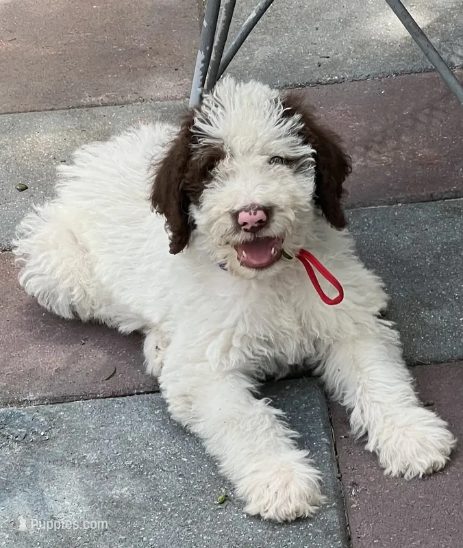 Mocha Red Collar – Labradoodle puppy for sale in Summerfield, FL