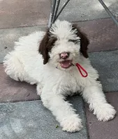 Mocha Red Collar, a male Labradoodle for sale in Summerfield, FL – 1 of 3