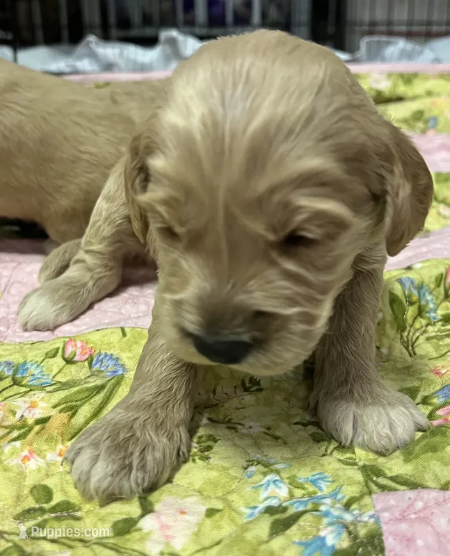 Daisys Green Collar Cream boy Mini/ Medium Goldendoodle – Goldendoodle puppy for sale in Summerfield, FL