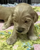 Daisys Green Collar Cream boy Mini/ Medium Goldendoodle, a male Goldendoodle for sale in Summerfield, FL – 1 of 3