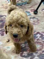 Ambers Orange, a male Goldendoodle for sale in Summerfield, FL – 3 of 8