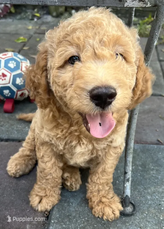 Daisys Orange collar mini Medium Goldendoodle Boy – Miniature Goldendoodle puppy for sale in Summerfield, FL