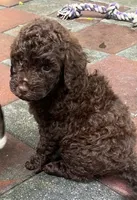 Aussies white collar, a female Labradoodle for sale in Summerfield, FL – 2 of 5
