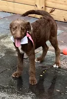 Joy, a female Labradoodle for sale in Summerfield, FL – 4 of 6