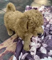 Amber Purple mini, a female Goldendoodle for sale in Summerfield, FL – 8 of 8