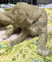 Daisys Green Collar Cream boy Mini/ Medium Goldendoodle, a male Goldendoodle for sale in Summerfield, FL – 3 of 3
