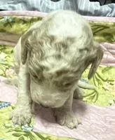 Daisys Red Collar Cream Parti boy Mini/ Medium Goldendoodle, a male Goldendoodle for sale in Summerfield, FL – 2 of 5
