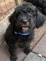 Bluey MINI MED, a male Goldendoodle for sale in Summerfield, FL – Photo 1 of 7