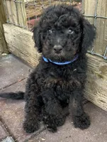 Bluey MINI MED, a male Goldendoodle for sale in Summerfield, FL – Photo 2 of 7