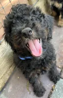 Bluey MINI MED, a male Goldendoodle for sale in Summerfield, FL – Photo 5 of 7