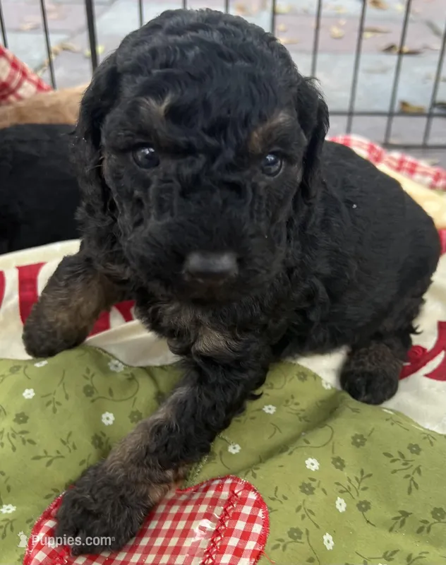 MINI MED Royal Blue collar boy – Goldendoodle puppy for sale in Summerfield, FL