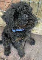 Bluey MINI MED, a male Goldendoodle for sale in Summerfield, FL – Photo 7 of 7