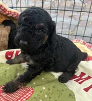 MINI MED Royal Blue collar boy, a male Goldendoodle for sale in Summerfield, FL – Photo 4 of 5