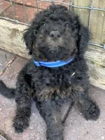 Bluey MINI MED, a male Goldendoodle for sale in Summerfield, FL – Photo 6 of 7