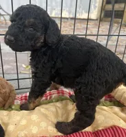 MINI MED Royal Blue collar boy, a male Goldendoodle for sale in Summerfield, FL – Photo 5 of 5