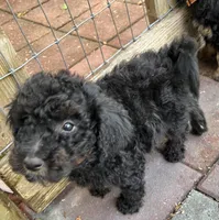 Bluey MINI MED, a male Goldendoodle for sale in Summerfield, FL – Photo 3 of 7