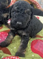 MINI MED Royal Blue collar boy, a male Goldendoodle for sale in Summerfield, FL – Photo 2 of 5