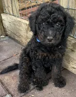 Bluey MINI MED, a male Goldendoodle for sale in Summerfield, FL – Photo 4 of 7