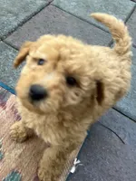 Ambers Orange, a male Goldendoodle for sale in Summerfield, FL – 7 of 8