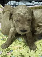 Daisys Orange collar mini Medium Goldendoodle Boy, a male Miniature Goldendoodle for sale in Summerfield, FL – 2 of 5