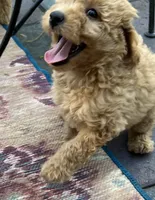 Ambers Orange, a male Goldendoodle for sale in Summerfield, FL – 4 of 8