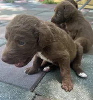 Diamonds Yellow collar girl, a female Labradoodle for sale in Summerfield, FL – 2 of 3