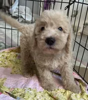 Aussies pink collar, a female Labradoodle for sale in Summerfield, FL – 5 of 5
