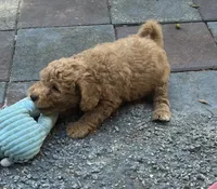 Amber Purple mini, a female Goldendoodle for sale in Summerfield, FL – 2 of 8
