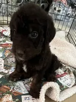 Cocoas White collar boy, a male Labradoodle for sale in Summerfield, FL – 4 of 6