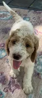 Daisys Red Collar Cream Parti boy Mini/ Medium Goldendoodle, a male Goldendoodle for sale in Summerfield, FL – 3 of 10