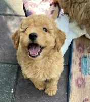 Ambers Yellow, a male Goldendoodle for sale in Summerfield, FL – 2 of 5