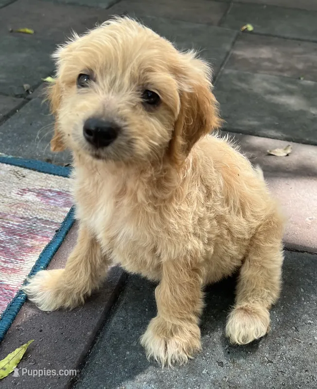 Daisys Blue Collar Cream boy Mini/ Medium Goldendoodle – Goldendoodle puppy for sale in Summerfield, FL