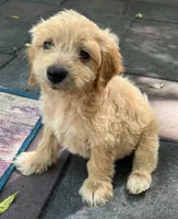 Daisys Blue Collar Cream boy Mini/ Medium Goldendoodle, a male Goldendoodle for sale in Summerfield, FL – 1 of 7