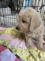 Aussies pink collar, a female Labradoodle for sale in Summerfield, FL – 2 of 5