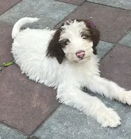 Mocha Blue Collar, a male Labradoodle for sale in Summerfield, FL – 2 of 5