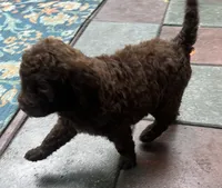 Aussies purple collar, a female Labradoodle for sale in Summerfield, FL – 5 of 6