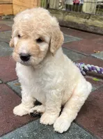 Aussie Green Collar, a male Labradoodle for sale in Summerfield, FL – 6 of 7