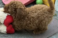 Amber Purple mini, a female Goldendoodle for sale in Summerfield, FL – 6 of 8