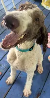 Toby, a male Labradoodle for sale in Summerfield, FL – 1 of 1