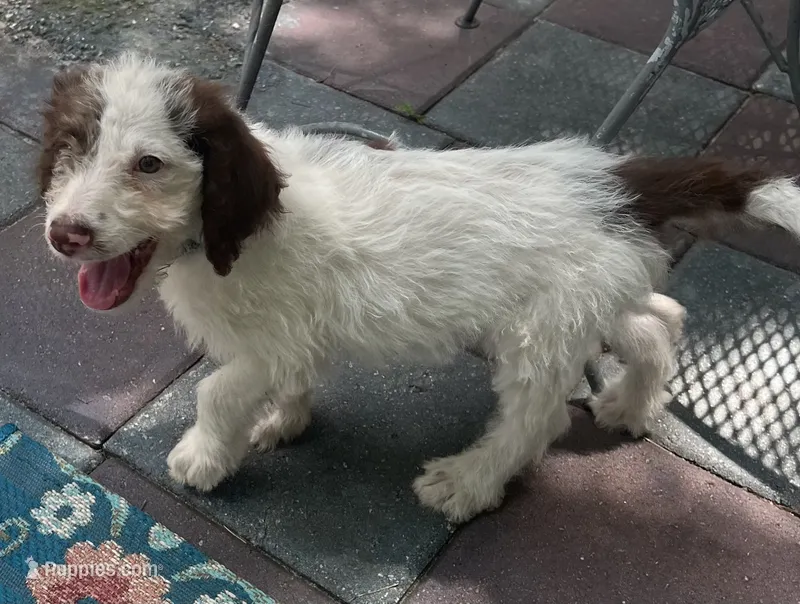 Mocha Green Collar – Labradoodle puppy for sale in Summerfield, FL