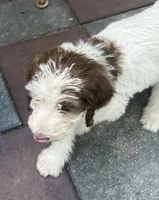 Mocha Blue Collar, a male Labradoodle for sale in Summerfield, FL – 4 of 5