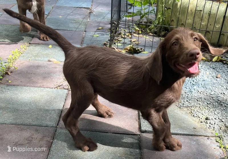 Diamonds Purple collar girl – Labradoodle puppy for sale in Summerfield, FL