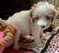 Willow Purple collar MINI, a female Goldendoodle for sale in Summerfield, FL – 7 of 8