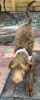 Joey, a male Labradoodle for sale in Summerfield, FL – 3 of 9
