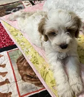 Willow Purple collar MINI, a female Goldendoodle for sale in Summerfield, FL – 4 of 8