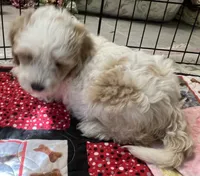 Willow Red collar MINI, a female Goldendoodle for sale in Summerfield, FL – 4 of 5