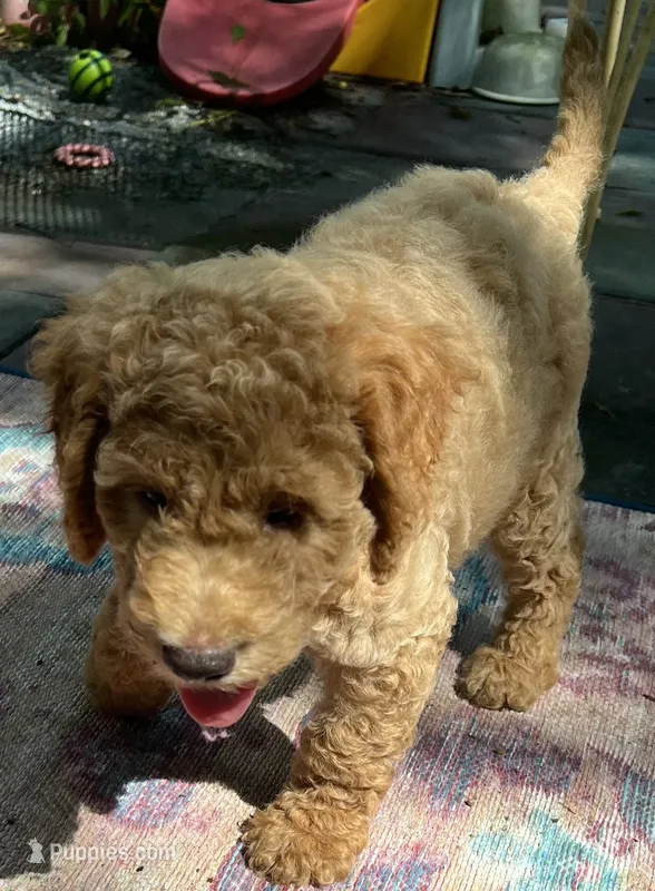 Daisys White Collar Cream boy Mini/ Medium Goldendoodle – Goldendoodle puppy for sale in Summerfield, FL