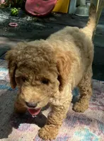 Daisys White Collar Cream boy Mini/ Medium Goldendoodle, a male Goldendoodle for sale in Summerfield, FL – 1 of 5